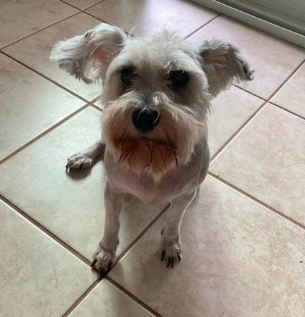 Miniature Schnauzer (Timberlake)63908216903810120