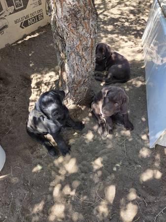 3 Amigos 1