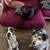 Dogwalker/Overnight Housesitting - Beloved dog & cat whisperer, is me! 9 thumbnail