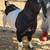 Boer male goat 4 thumbnail