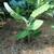 Banana trees dwarf Cavendish banana trees. Free delivery for orders of $100 4 thumbnail