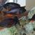 Red Fin Borleyi babies and juvies! 2 thumbnail