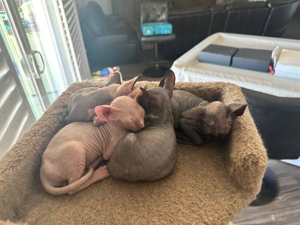 Sphynx kittens rehoming fee - $1,900 (san jose south)63471438625795122