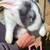 Bunnies 1 thumbnail