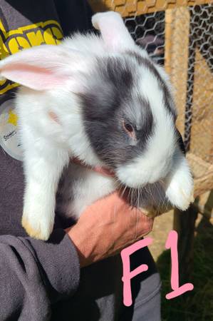 Bunnies 1