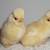 Polish chicks: Silver, Buff Laced,White splash Polish,Silkie Amercauna 3 thumbnail