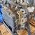 💲★2013-2014 FORD ESCAPE - AUTOMATIC TRANSMISSION - #F35993★💲 3 thumbnail