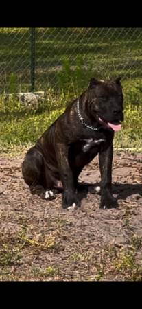 Cane Corso 1