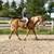 Babysitter Broke, Beginner Safe, Belgian Gelding Broke to Ride & Drive 1 thumbnail