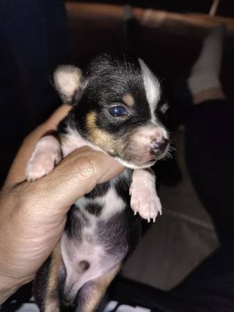 Chihuahuas pequeños de taza dulce63844233714691122