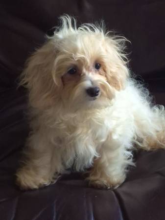 What a cute small breed 1