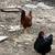Chickens for sale 4 thumbnail