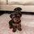 Adorable Yorkie Terrier Puppies – Ready for Christmas! - Small 5 thumbnail