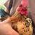 3 Serama Rooster 3 thumbnail