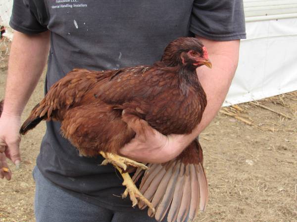 Buckeye Red Hens (2) 1