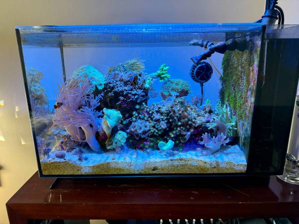 Thriving Salt Water Reef with Fish and Coral 1