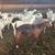 125 goats 6 thumbnail