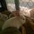 I have 7 pure New Zealand bunnies 3 thumbnail