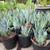 CACTUS Century Plants Blue Agave or Yellow Edges 3 Gal. Pots 7 thumbnail