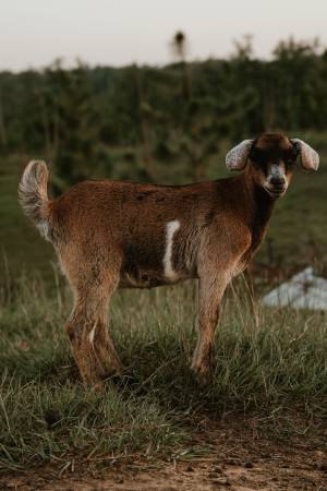 Cabras enanas nigerianas - $15063440421110657120