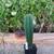 San Pedro Cactus 4 thumbnail