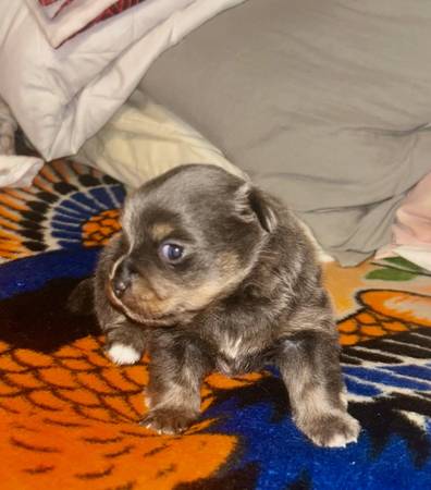 Pomeranian Chihuahua puppies (Santa Rosa)