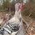 Turkey chicks- APAA certified Narraganset and Royal Palm 4 thumbnail