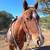 Kid/Beginner Gelding 4 thumbnail