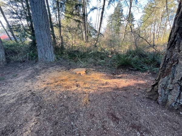 Log/Tree removal 1