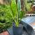 Elephant Ear Plant 2 thumbnail