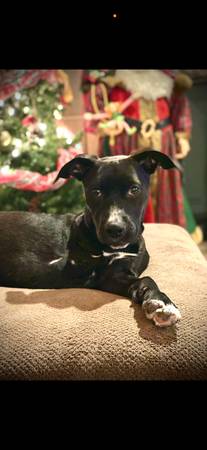Tilly needs a home