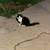 Cat 3 thumbnail