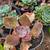 SUCCULENTS: Echeveria and other plants for sale: Large Variety $5 each 6 thumbnail