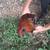 Red American rooster 1 thumbnail