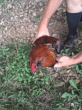 Red American rooster 1