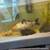 Koi fish 1 thumbnail
