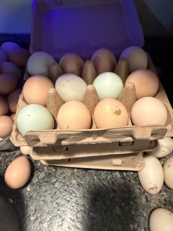 Chicken Eggs 1