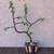 Elephant Bush Bonsai 2 thumbnail
