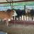 Big heifers 4 thumbnail