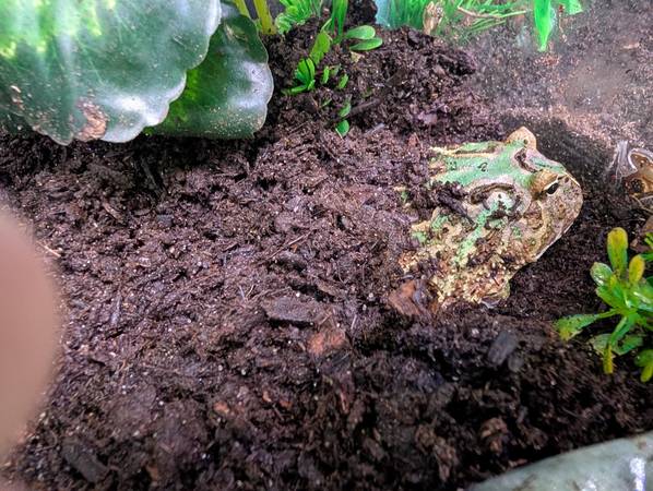 Pacman Frogs 1
