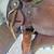 16" Used Brown Leather Trail Saddle 2 thumbnail