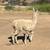 Llama Male appy color 3 thumbnail
