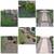 WE CUT GRASS! WE TRIM TREES/BUSHES! GENERAL LABOR WORK! AFFORDABLE PRICES! 11 thumbnail