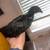 Ayam Cemani chick 2 thumbnail