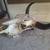 American Bison Buffalo Skull with a 13 inch wide horn spread 7 thumbnail
