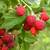 Huge Selection of Berries & Climbing Vine Plants in stock! 5 thumbnail