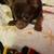 Male Chihuahua 1 thumbnail