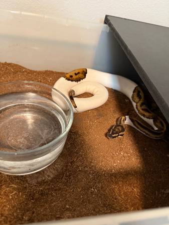 Ball Pythons (Summerlin)63907185147394123