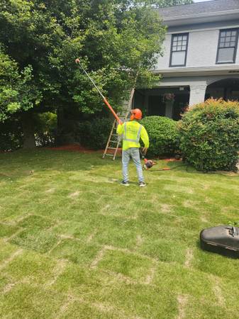🌳 Expert Tree Trimming & Removal – Atlanta's Trusted Tree Service 1