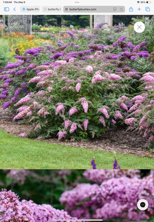 Wanted - butterfly bush 1